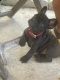 French Bulldog Puppies for sale in 345 E Weatherbee Rd, Fort Pierce, FL 34982, USA. price: $2,000