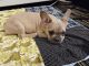 French Bulldog Puppies for sale in St. Augustine, FL, USA. price: $1,800