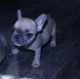 French Bulldog Puppies for sale in Merced, CA, USA. price: $3,500
