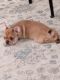 French Bulldog Puppies for sale in San Antonio, TX, USA. price: $75,000