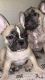 French Bulldog Puppies for sale in Dallas, TX, USA. price: $4,000