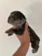 French Bulldog Puppies for sale in 11380 Biscayne Blvd, Miami, FL 33181, USA. price: $2,500