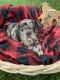 French Bulldog Puppies for sale in Fenton, MI, USA. price: NA