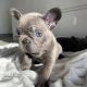 French Bulldog Puppies for sale in 6670 Perimeter Dr, Dublin, OH 43016, USA. price: $500