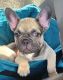 French Bulldog Puppies for sale in Temple, TX, USA. price: $2,100