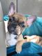French Bulldog Puppies for sale in Temple, TX, USA. price: $2,100