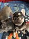 French Bulldog Puppies for sale in Penfield, NY 14526, USA. price: $3,000