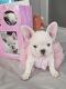 French Bulldog Puppies for sale in Richmond, TX 77407, USA. price: $4,200