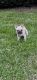 French Bulldog Puppies for sale in Chapel Hill, NC, USA. price: $2,000