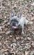 French Bulldog Puppies for sale in Seguin, TX 78155, USA. price: $3,500