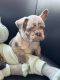 French Bulldog Puppies for sale in 2217 Ceynowa Ln, San Jose, CA 95121, USA. price: $7,500