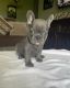 French Bulldog Puppies for sale in Tampa, FL, USA. price: $1,500