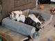 French Bulldog Puppies for sale in Gulf Breeze, FL 32566, USA. price: $4,000