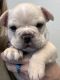 French Bulldog Puppies for sale in San Antonio, TX, USA. price: $2,500