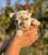 French Bulldog Puppies for sale in Bakersfield, CA, USA. price: NA