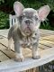 French Bulldog Puppies for sale in Long Beach, CA, USA. price: $2,000