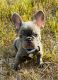 French Bulldog Puppies for sale in Whiteland, IN 46184, USA. price: $1,950