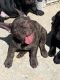French Bulldog Puppies for sale in Oakdale, CA 95361, USA. price: NA