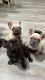 French Bulldog Puppies for sale in Houston, TX, USA. price: $2,800