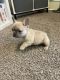 French Bulldog Puppies for sale in Prince George, VA, USA. price: $2,600
