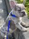 French Bulldog Puppies for sale in Allentown, PA 18102, USA. price: $3,000
