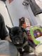 French Bulldog Puppies for sale in Modesto, CA, USA. price: NA