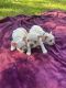 French Bulldog Puppies for sale in Upper Marlboro, MD 20772, USA. price: $1,000