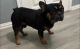 French Bulldog Puppies for sale in Garland, TX 75043, USA. price: $600