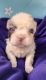 French Bulldog Puppies for sale in Toms River, NJ 08753, USA. price: NA