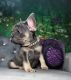 French Bulldog Puppies for sale in Spavinaw, OK 74366, USA. price: $3,000