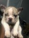 French Bulldog Puppies for sale in Summit County, OH, USA. price: $3,500