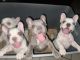 French Bulldog Puppies for sale in Modesto, CA, USA. price: $3,000