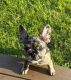 French Bulldog Puppies for sale in Anchorage, AK, USA. price: $4,000