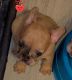 French Bulldog Puppies for sale in Ocala, FL, USA. price: $1,500