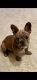 French Bulldog Puppies for sale in Somonauk, IL, USA. price: $1,400