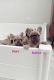 French Bulldog Puppies for sale in Cibolo, TX, USA. price: $300,000