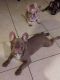 French Bulldog Puppies for sale in Jacksonville, FL, USA. price: $5,000