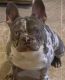 French Bulldog Puppies for sale in Charlotte, NC, USA. price: $500