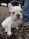 French Bulldog Puppies for sale in Homer, MI 49245, USA. price: $3,500