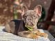 French Bulldog Puppies for sale in Longmeadow, MA, USA. price: $8,000