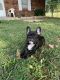 French Bulldog Puppies for sale in Elizabethtown, KY, USA. price: $4,500