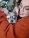 French Bulldog Puppies for sale in Krugerville, TX 76227, USA. price: $3,500