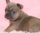 French Bulldog Puppies for sale in Winnsboro, TX 75494, USA. price: $3,000