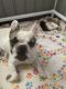 French Bulldog Puppies for sale in Shasta Lake, CA 96019, USA. price: $3,500