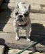 French Bulldog Puppies for sale in Arvin, CA 93203, USA. price: $2,500