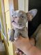 French Bulldog Puppies for sale in Richmond St, El Cerrito, CA 94530, USA. price: $2,000