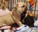 French Bulldog Puppies for sale in Jacksonville, FL, USA. price: $3,500