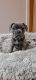 French Bulldog Puppies for sale in New Concord, OH 43762, USA. price: $800