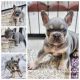 French Bulldog Puppies for sale in Hialeah, FL, USA. price: $3,800