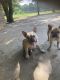 French Bulldog Puppies for sale in Big Sandy, TX 75755, USA. price: $2,400